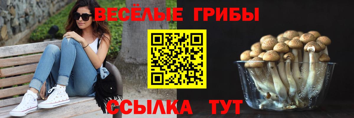 Узловая  Псилоцибиновые грибы Psilocybe  Вход с VPN 